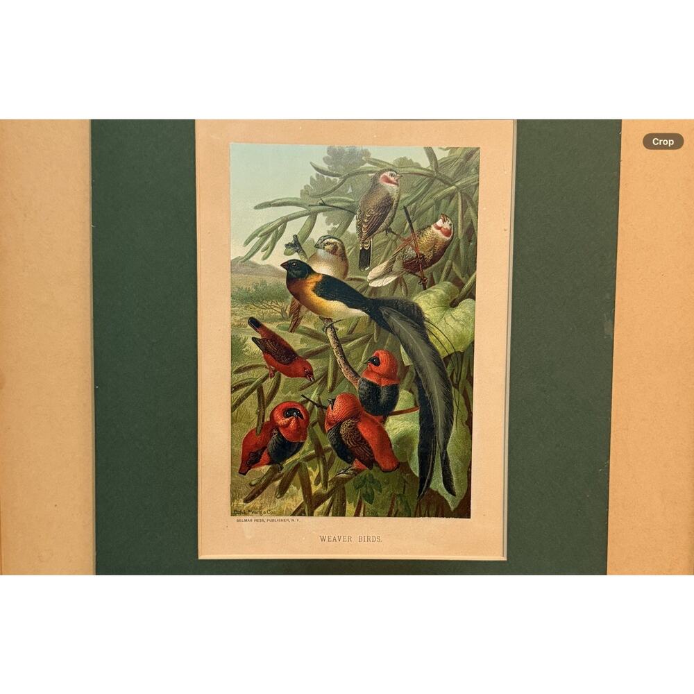 Weaver Birds Framed Chromolithograph Selmar Hess Prang 19th Century 17” X 19”